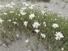 Anthemis maritima