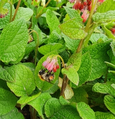 Bombus pascuorum