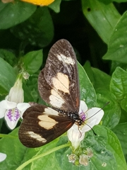 Acraea cabira
