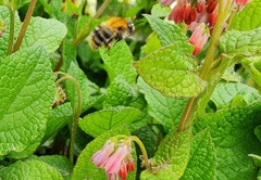 Bombus pascuorum
