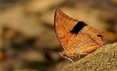 Charaxes psaphon imna