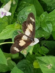 Acraea cabira
