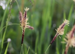 Carex pilosa