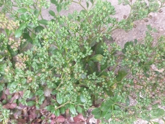 Polycarpon tetraphyllum