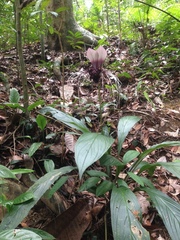Tacca integrifolia