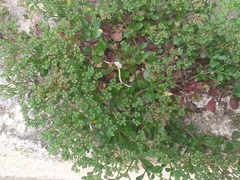 Polycarpon tetraphyllum