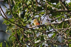 Coccopygia quartinia