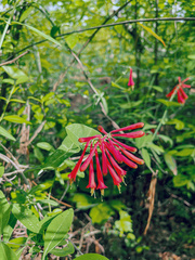 Lonicera sempervirens sempervirens