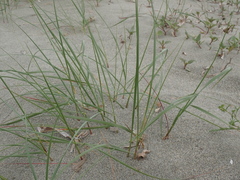 Elymus farctus