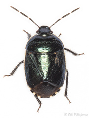 Canthophorus melanopterus