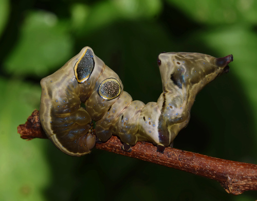Eudocima divitiosa