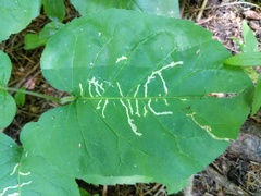 Scrobipalpula manierreorum