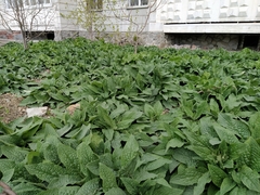 Symphytum caucasicum