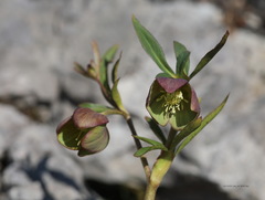 Helleborastrum