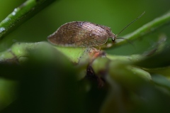 Drepanacra binocula