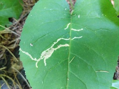 Scrobipalpula manierreorum