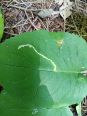 Scrobipalpula manierreorum