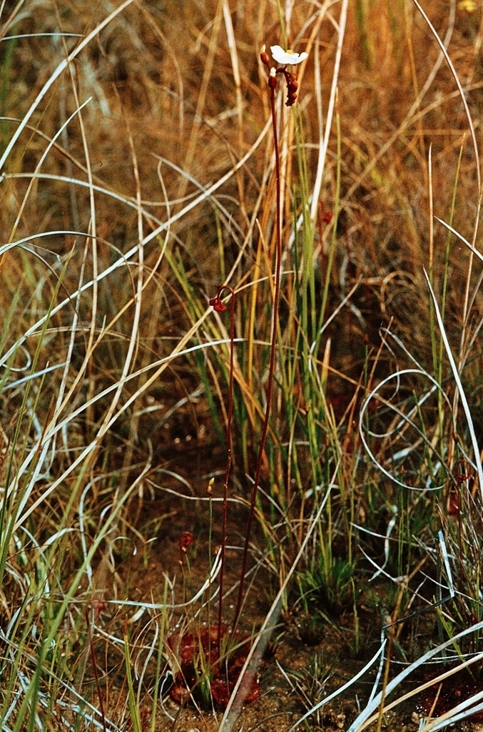 Drosera burkeana, Headlands