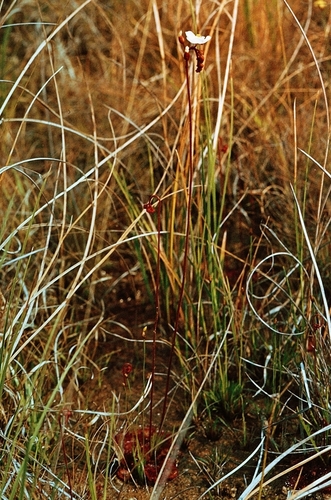 Drosera burkeana