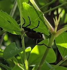 Lycocerus suturellus