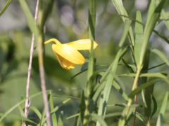 Dendrobium hancockii