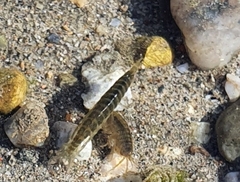 Gammarus roeselii