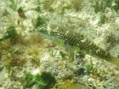 Halichoeres margaritaceus