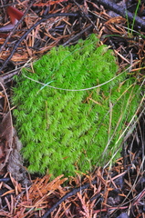 Dicranum howellii