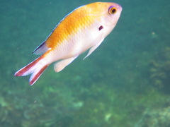 Smoky Chromis photo 5