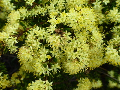 Leionema phylicifolium