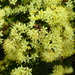 Leionema phylicifolium - Photo (c) Murray NZ, algunos derechos reservados (CC BY), subido por Murray NZ