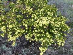 Leionema phylicifolium