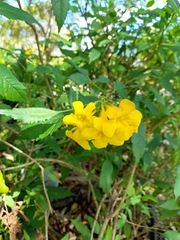 Angiospermae