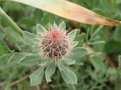 Centaurea sphaerocephala
