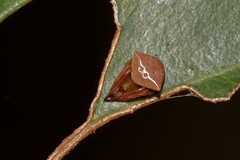 Araneus cyrtarachnoides