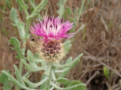 Centaurea sphaerocephala
