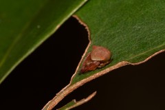 Araneus cyrtarachnoides