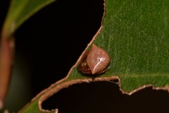 Araneus cyrtarachnoides