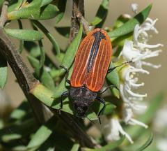 Castiarina erythroptera