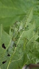 Lepidoptera