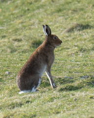Lepus timidus hibernicus