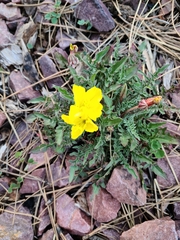 Oenothera primiveris primiveris