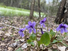 Viola uliginosa