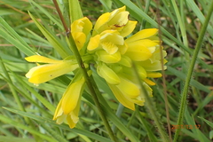 Eulophia leontoglossa