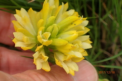 Eulophia leontoglossa