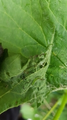 Lepidoptera