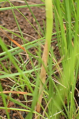 Eulophia leontoglossa