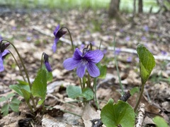 Viola uliginosa