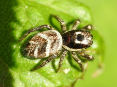 Salticus propinquus