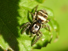 Salticus propinquus